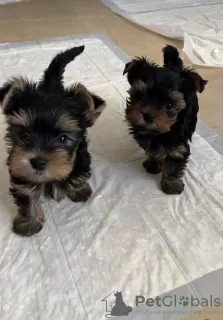 Photo №3. Yorkie puppies available for rehoming. United Kingdom