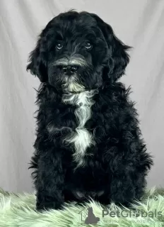 Additional photos: Portuguese Water Dog puppies