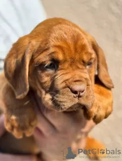 Additional photos: Dog de Bordeaux puppies