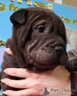 Additional photos: Shar Pei puppies