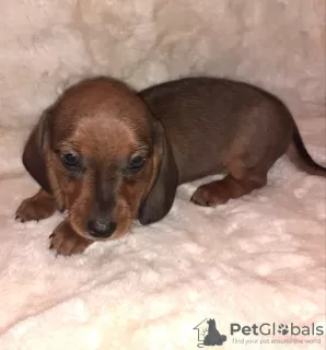 Photo №3. Purebred smooth-haired dachshund puppies. Ukraine