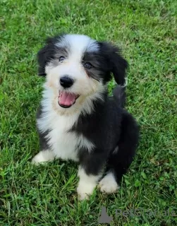 Photo №2 to announcement № 110091 for the sale of bearded collie - buy in United States 