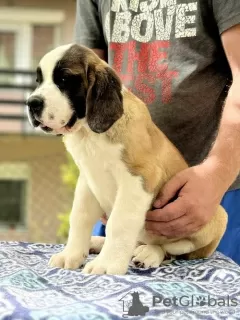 Photo №2 to announcement № 106664 for the sale of st. bernard - buy in Serbia breeder