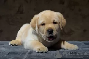 Photo №3. Labrador puppies. Russian Federation