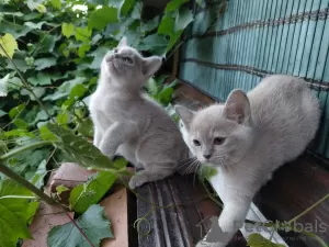 Photo №4. I will sell burmese cat in the city of Sevettijärvi. private announcement - price - 391$