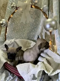 Additional photos: French bulldog