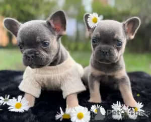 Additional photos: Blue French Bulldog