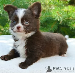 Additional photos: Baby chihuahua