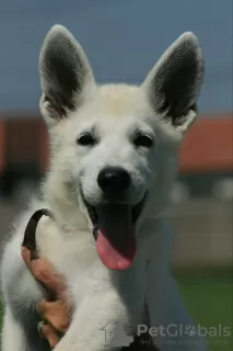 Photo №4. I will sell berger blanc suisse in the city of Šabac. breeder - price - negotiated