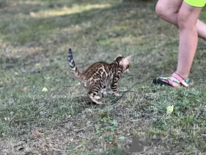 Photo №3. Savannah Boy F2. Italy