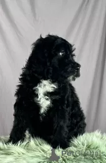 Additional photos: Portuguese Water Dog puppies