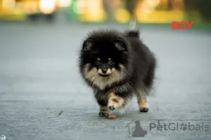 Additional photos: pomeranian puppies