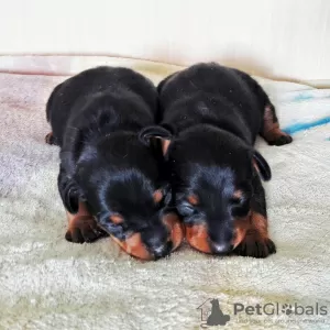 Photo №1. miniature pinscher - for sale in the city of Sevastopol | negotiated | Announcement № 9650