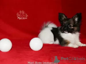 Photo №3. Papillon puppy boy - Marie Ross Immanuel. Russian Federation