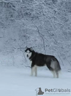 Additional photos: Husky puppies