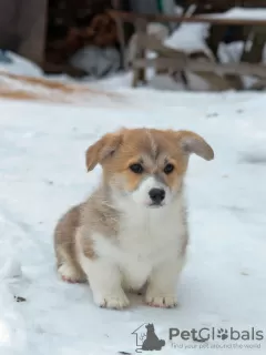 Additional photos: Pembroke Welsh Corgi Puppies