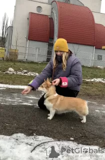 Additional photos: Handler services in Minsk