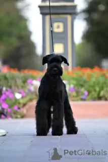 Photo №4. I will sell giant schnauzer in the city of Molodechno. from nursery - price - 906$