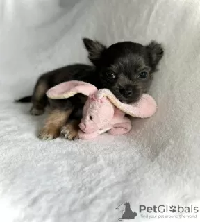 Photo №2 to announcement № 103848 for the sale of chihuahua - buy in Germany from nursery