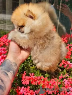 Additional photos: Top Pomeranian Puppies