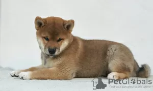 Photo №2 to announcement № 19434 for the sale of shiba inu - buy in Russian Federation breeder