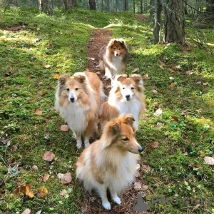 Photo №3. Scottish shetland sheepdog puppies.. Germany