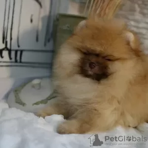 Photo №2 to announcement № 25406 for the sale of pomeranian - buy in Lithuania private announcement