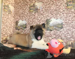 Photo №1. american akita - for sale in the city of Вышний Волочёк | negotiated | Announcement № 8138