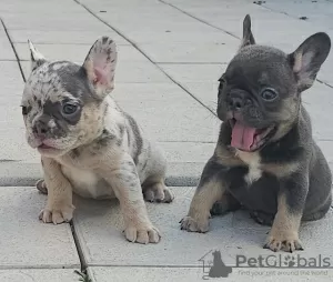 Additional photos: French bulldogs in exotic