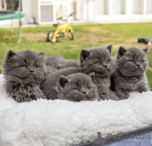 Photo №2 to announcement № 127433 for the sale of british shorthair - buy in Germany private announcement