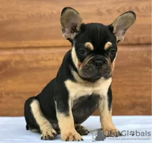 Additional photos: French bulldog puppies