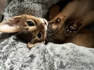 Photo №2 to announcement № 24635 for the sale of abyssinian cat - buy in Belarus from nursery