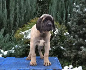 Photo №3. English Mastiff Puppies. Ukraine