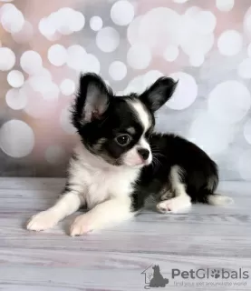 Photo №4. I will sell chihuahua in the city of Munich. private announcement, breeder - price - 269$