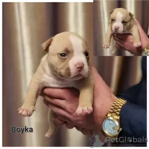 Additional photos: American bully puppy