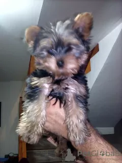 Photo №1. Mating service - breed: yorkshire terrier. Price - negotiated