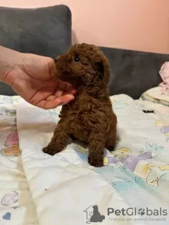 Photo №4. I will sell poodle (toy) in the city of Бачка-Паланка. breeder - price - negotiated