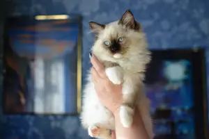 Photo №4. I will sell ragdoll in the city of Irkutsk. from nursery - price - 656$