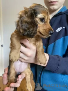 Photo №3. long-haired miniature dachshund. United States