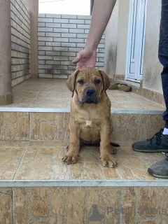 Photo №1. boerboel - for sale in the city of Москва | negotiated | Announcement № 19470