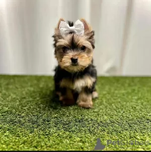 Photo №2 to announcement № 110528 for the sale of yorkshire terrier - buy in United States private announcement, breeder