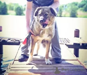 Additional photos: Security guard Alpha Caucasian Shepherd mix. Looking for a home!