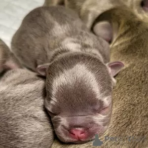 Additional photos: French bulldog puppy, exotic