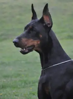 Photo №2 to announcement № 1128 for the sale of dobermann - buy in Russian Federation from nursery