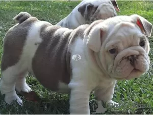 Photo №2 to announcement № 78761 for the sale of english bulldog - buy in Finland from the shelter, breeder