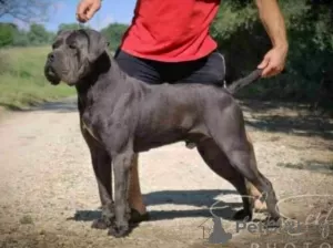 Photo №1. cane corso - for sale in the city of Žitište | negotiated | Announcement № 108505