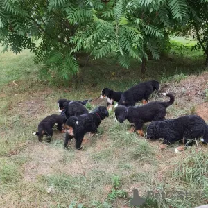 Photo №1. bernese mountain dog - for sale in the city of Paderborn | 355$ | Announcement № 13098