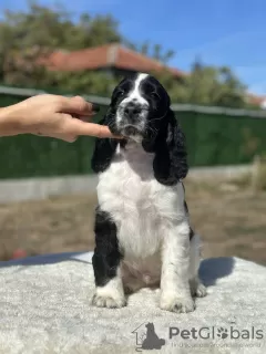 Photo №3. English springer spaniel with FCI pedigree. Bulgaria