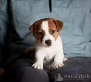 Photo №2 to announcement № 127911 for the sale of jack russell terrier - buy in Finland breeder