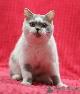 Photo №4. I will sell british shorthair in the city of Magnitogorsk. from nursery - price - negotiated